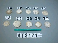 藏品(芋螺貝)的圖片